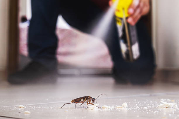 Trusted Salida, CO Pest Control Experts